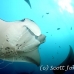 ray_manta_man_nmal_h_0060_mal2537.jpg